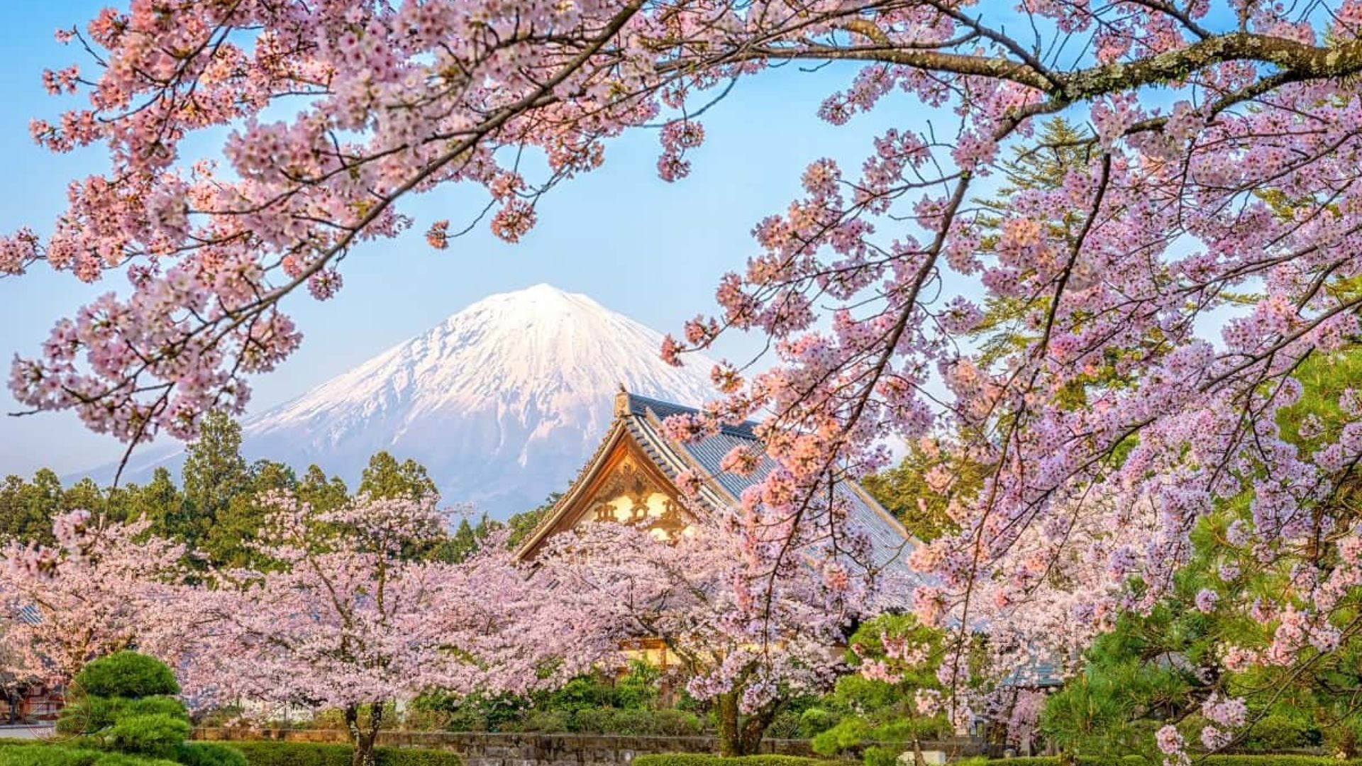 Tokyo mùa hoa anh đào