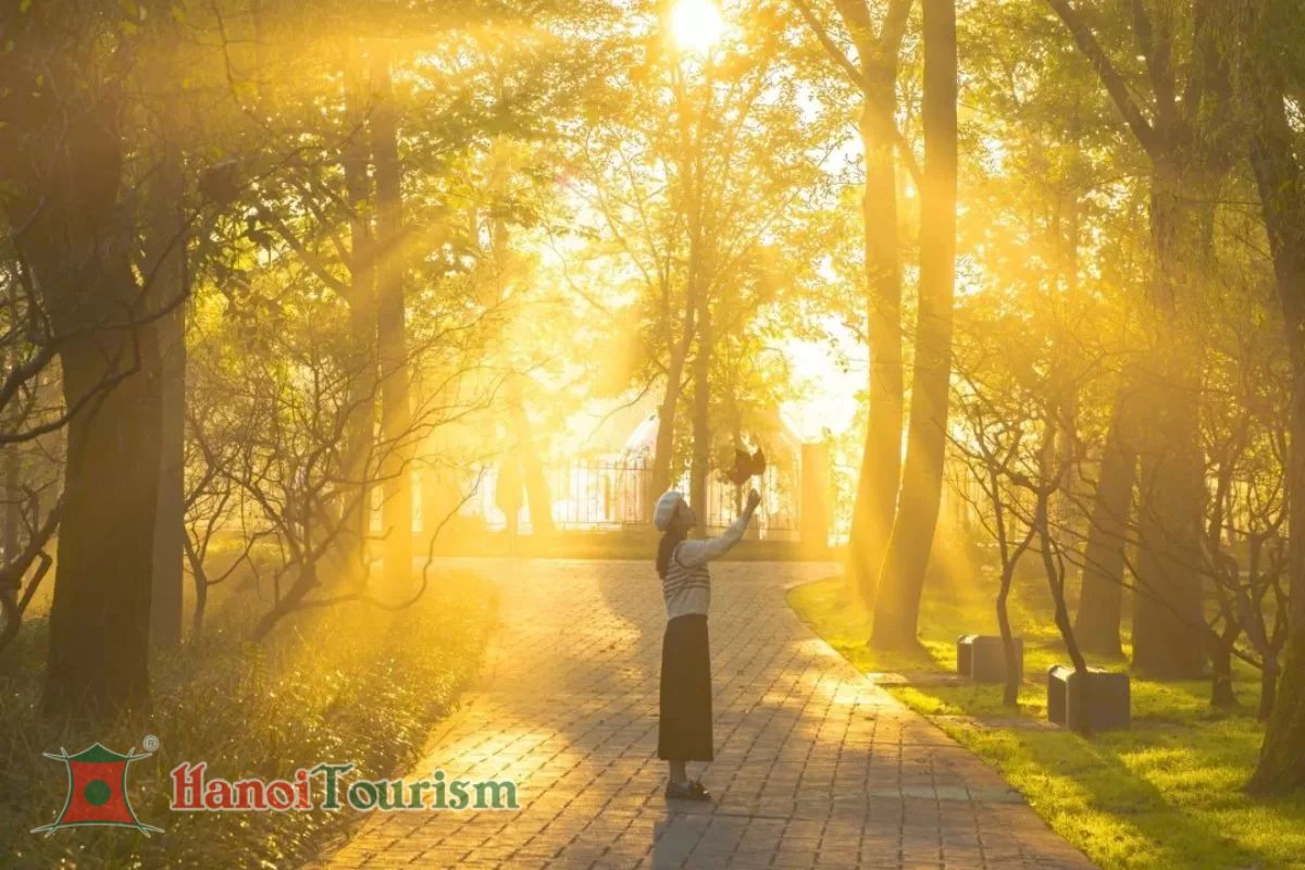 Đại lộ ngô đồng - Nam Kinh - Trung Quốc - Mùa thu